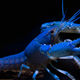 Illustration for article titled Maine chefs spare life of blue lobster that was “too interesting to cook”